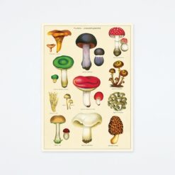 mushrooms-2-wrap